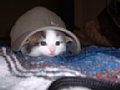 cat-016.jpg