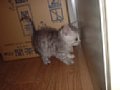 cat-035.jpg