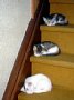 cat-036.jpg