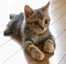 cat-043.jpg